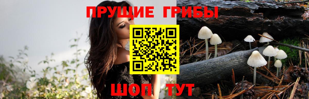 Псилоцибиновые грибы Cubensis  дарнет шоп  Шебекино  Вход с VPN 